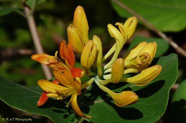 {Lonicera flava}